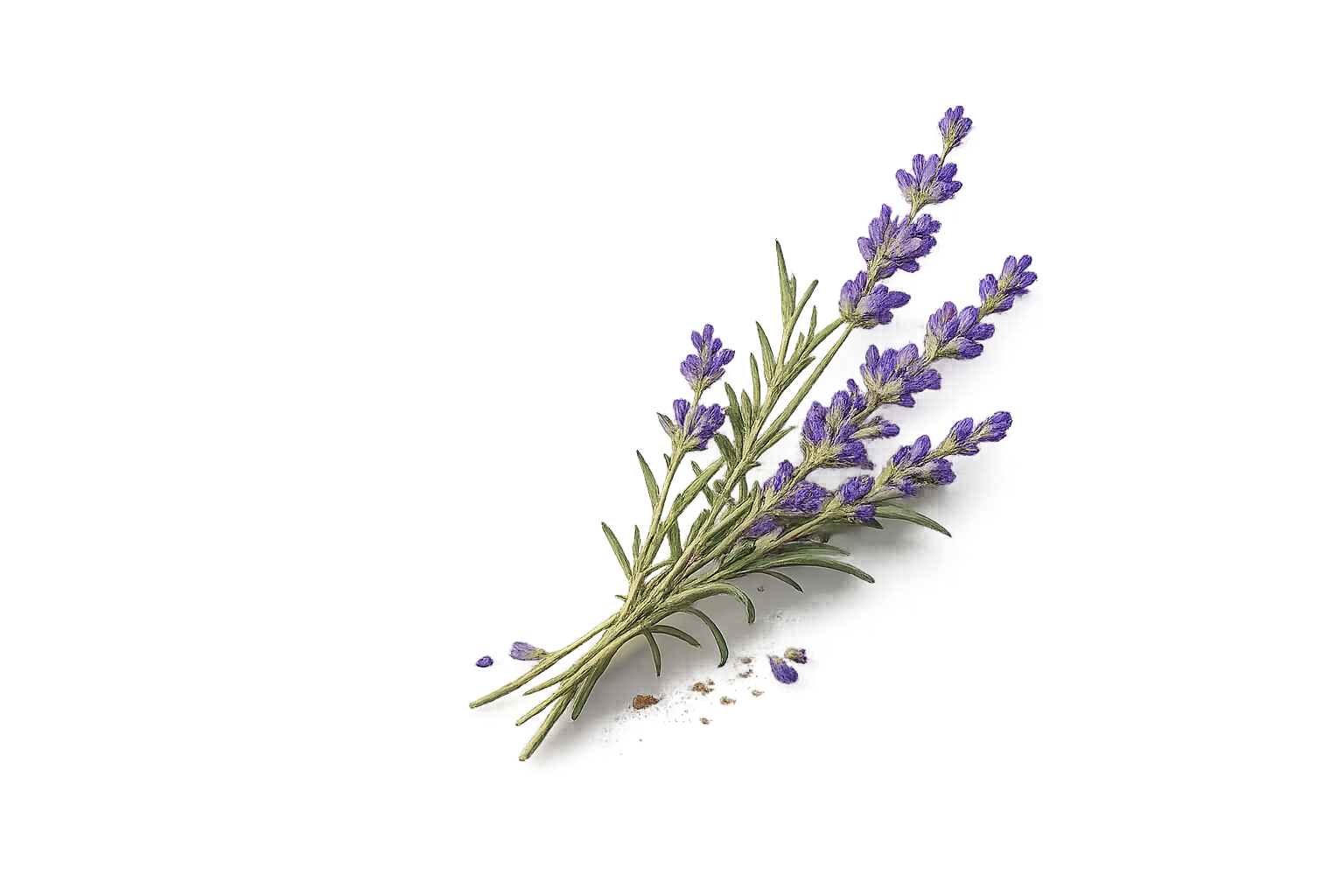 Lavender and rosemary fragrance notes